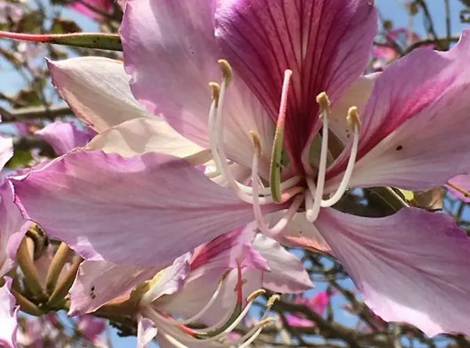 Schloss Διαμέρισμα